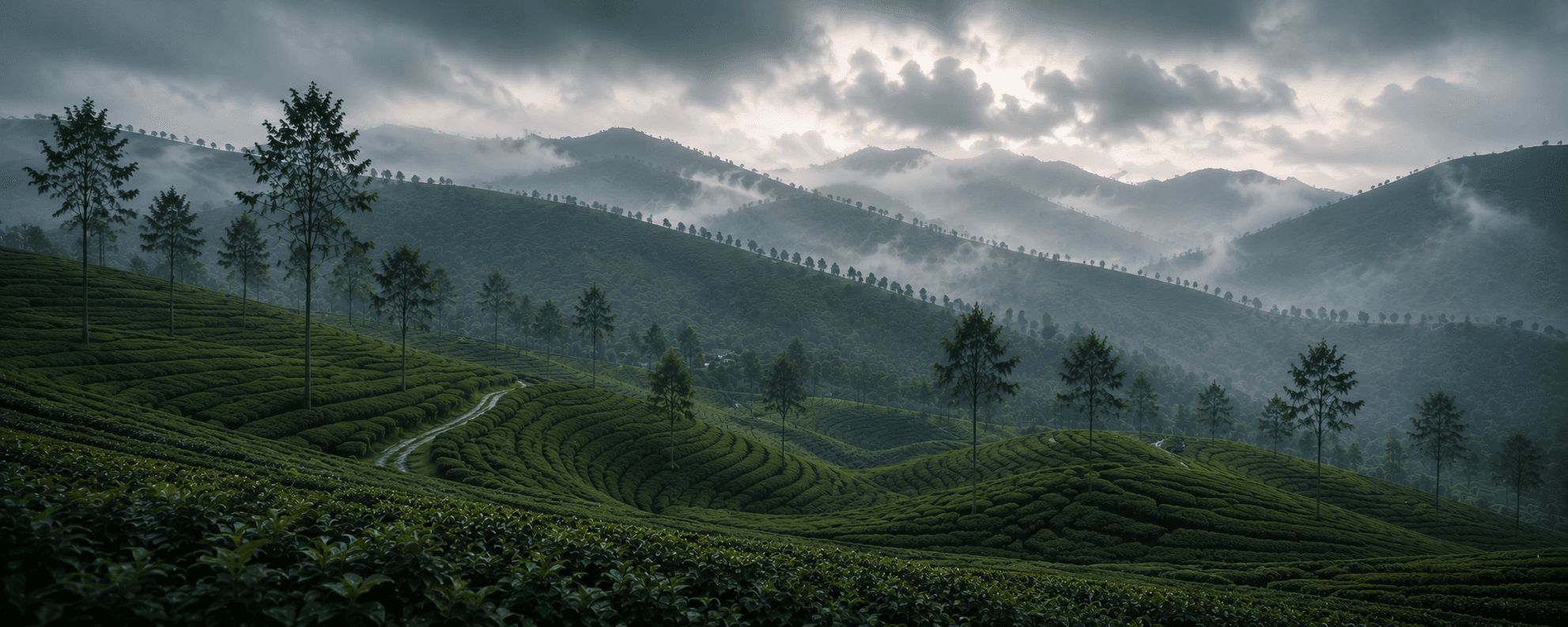 Munnar Tea Gardens Scenery